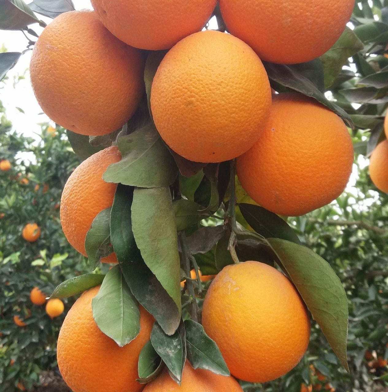 Strawberry Production