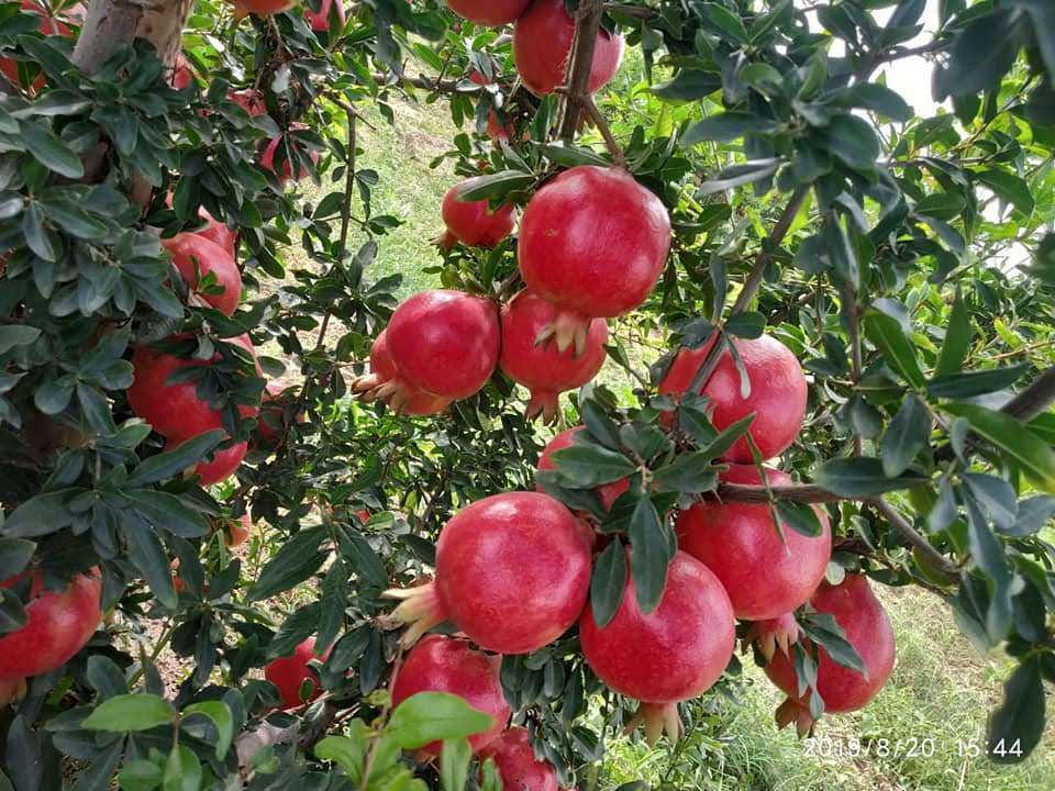 Pomegranates